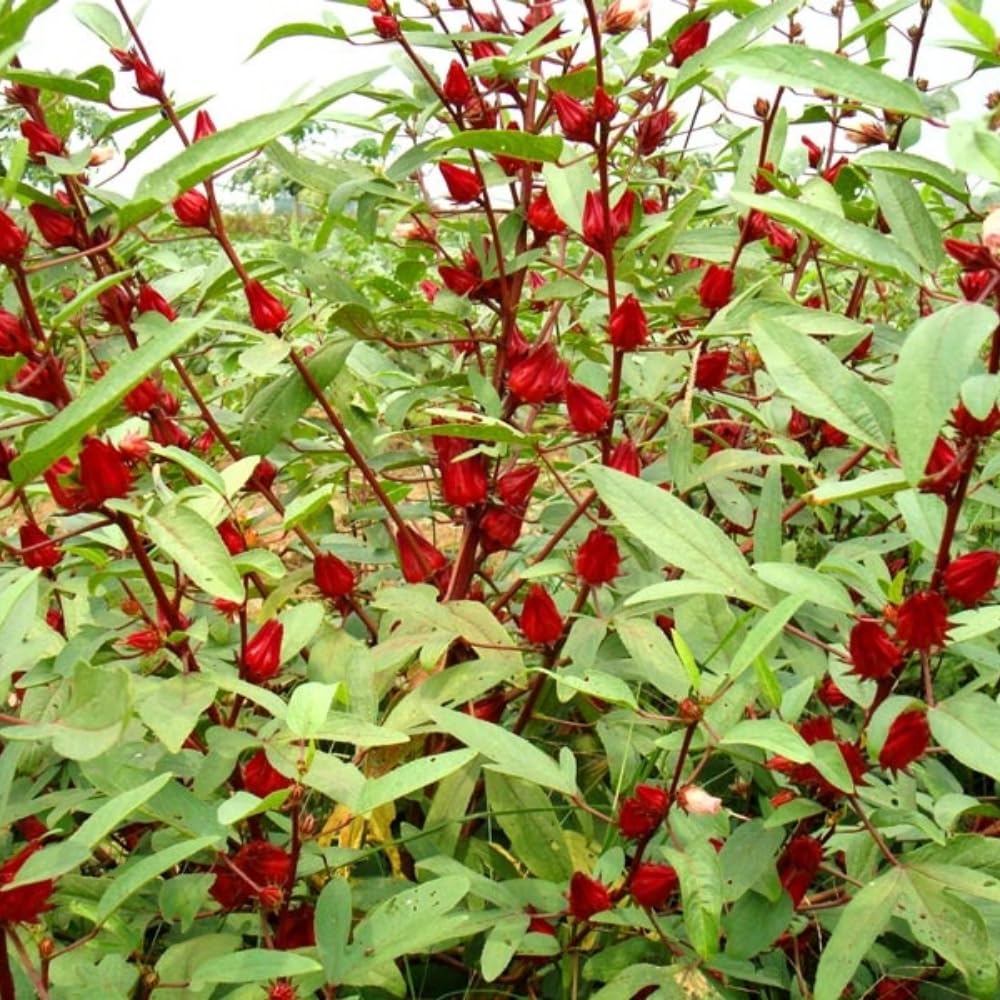Red Roselle Hibiscus Plants Live in 4" Pot, Sabdariffa Roselle Hibiscus Flowers for Planting, 4-7 Inches Tall