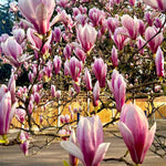 Saucer Magnolia Tree Live Plant in 2.5 Inches in Pot, Starter Plant, Fragrant Perennial Ornamental Plants Shrub for Outdoor Garden