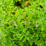 Set 2 Citronella Live Plants 4-7 Inches, Fragrant Citronella Geranium for Growing Outdoor Garden