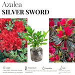 2 Azalea Plants Live 5-9" in Tall, Silver Rhododendron Tree Live Plants Like, Established Root, Vibrant Bloom, Red Variegated