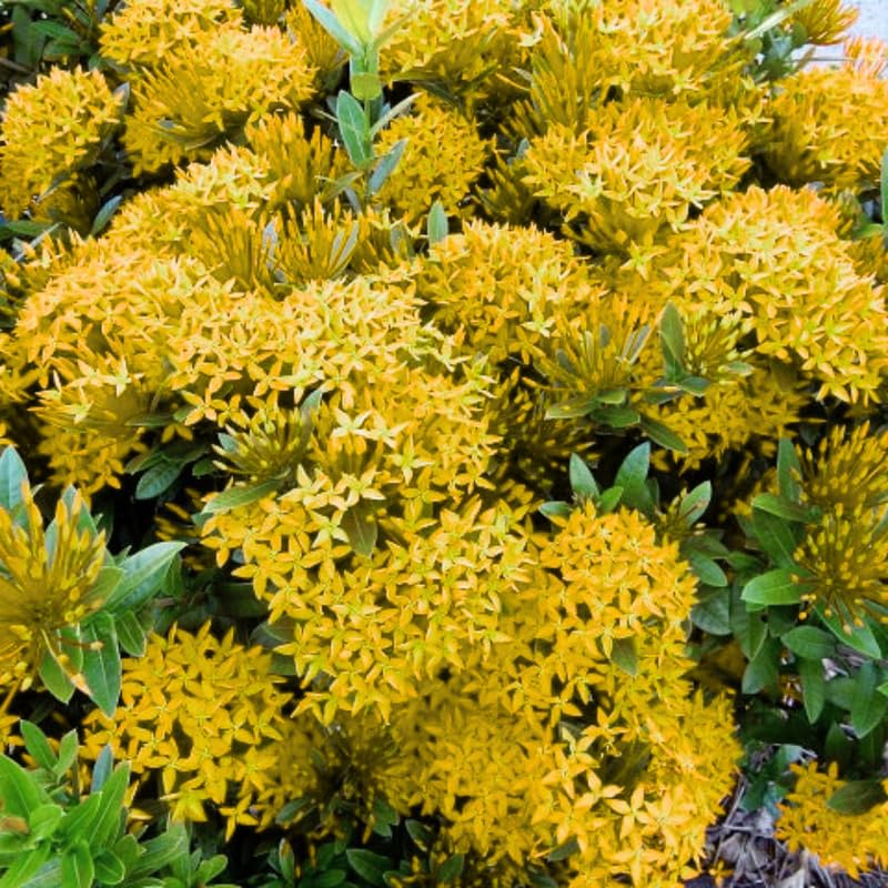 3 Yellow Ixora Plants Live, Flowering Ixora Bush Shrub, 5-9” Tall, Tropical Ixora Well-Rooted for Planting Home Garden