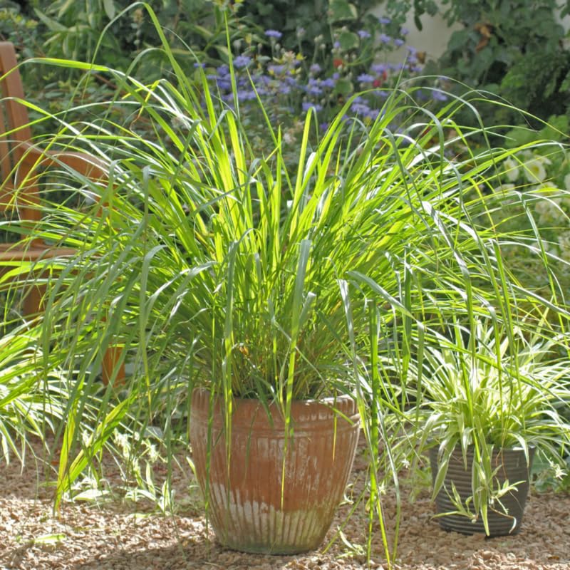 Big 5 Lemon Grass Live Plants, Lemongrass Plants Indoor Outdoor Planting, Herb Rooted Lemongrass Stalks