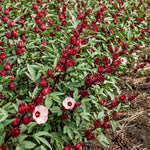 Red Roselle Hibiscus Live Plant 8-12 Inches Tall in Half Gallon Pot, Hardy Hibiscus Sabdariffa Plants, Tropical Flower Plant for Outdoor Garden