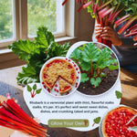 Set 5 Rhubarb Plant Roots for Planting, Rhubarb Crown Root, 4 to 6 Inc in Height, Vegetables Plant Gardening