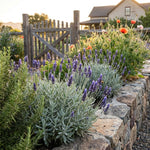 4 Creek Lavender Plants Live, Fragrant Lavender Herb for Garden, Patio Containers and Indoor Décor, 4-7 Inches Tall