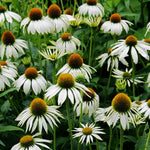 White Echinacea Coneflower Plant, Coneflower Live Plant Perennial 3 Inch Pot