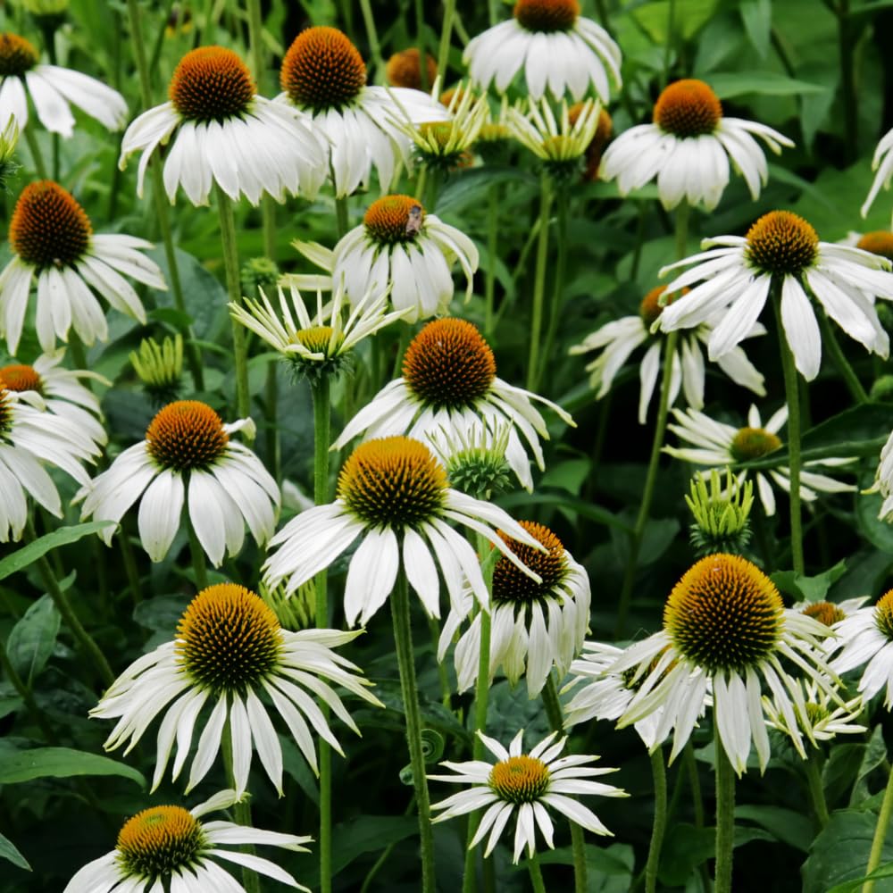 White Echinacea Coneflower Plant, Coneflower Live Plant Perennial 3 Inch Pot