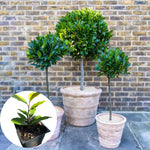 Bay Leaf Plant Live, Sweet Laurel Tree, Bay Leaf Tree, Laurus Nobilis Live Plant from 4 to 10 Inc in Tall