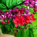 2 Clerodendrum Live Plants, Clerodendrum Thomsoniae Red Purple Blooms, 5-9 Inc Tall
