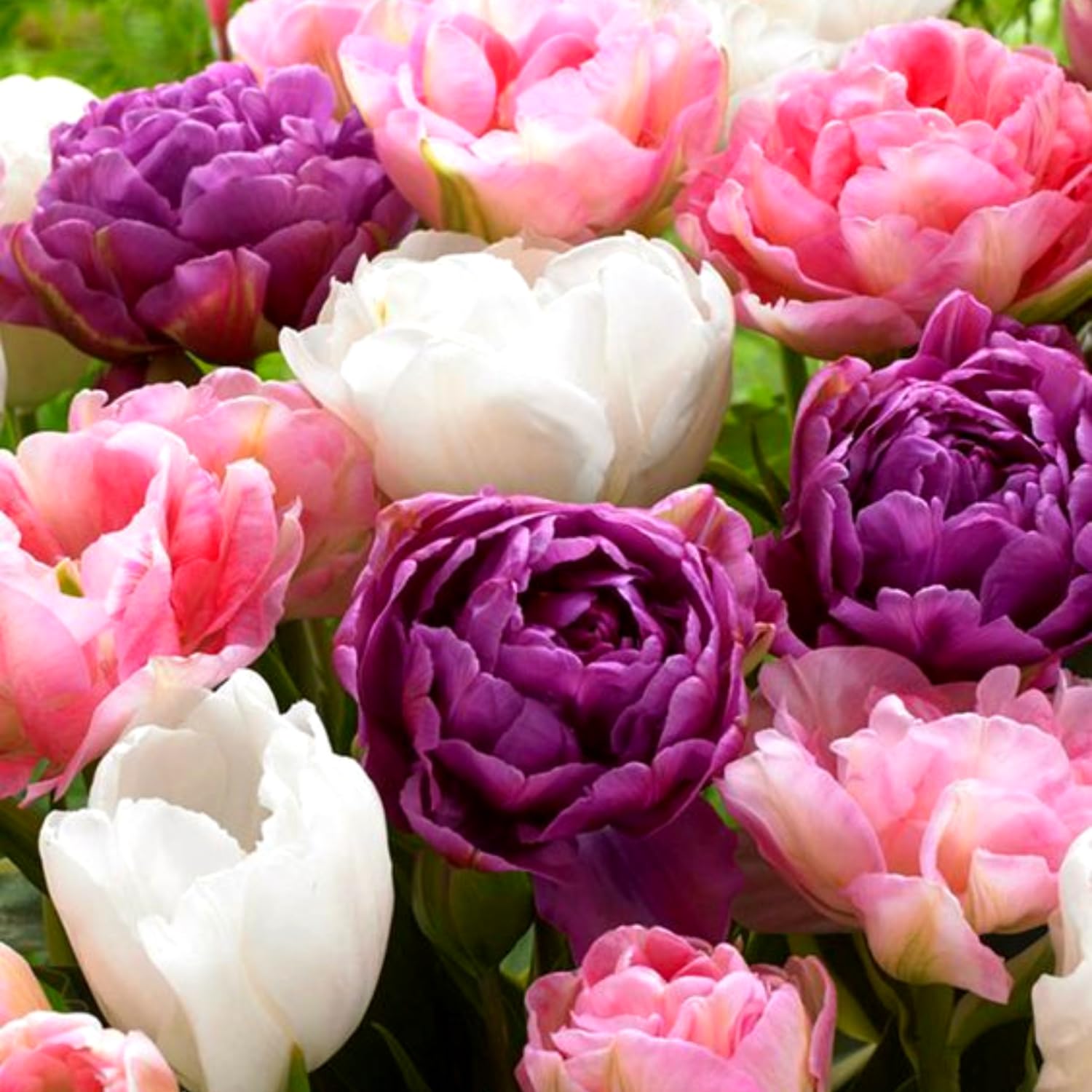 Mix Double Tulip Bulbs for Fall Planting, 20 Tulip Flower Bulbs, Large Bulbs