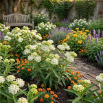 3 White Milkweed Plant Live, Asclepias Tuberosa Butterfly Bush, 4-8"