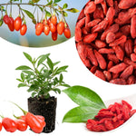 Goji Berry Live Plant, Red Goji Berry Seedling Well Rooted from 4-6 Inches Tall, Fruit Bearing Shrub for Outdoor Garden