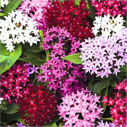 2 Mix Ixora Live Plants, Well-Rooted Flowering Ixora Shrub Seedlings, 4-9” Tall, Tropical Ixora Bush for Indoor or Outdoor Garden