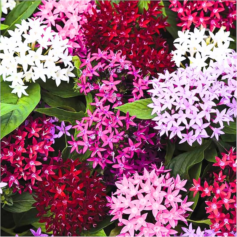 3 Ixora Plants Live, Flowering Ixora Bush Shrub, 5-9” Tall, Tropical Ixora Well-Rooted for Planting Home Garden