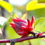 Sabdariffa Roselle Hibiscus Live Plant in 4 Inch Pot, Jamaican Red Roselle Starter, Hardy Live Flowering Plant for Outdoor Garden