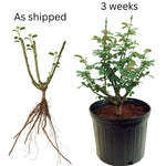 Rose Live Plant for Planting, Fragrant Rose Bush, 5-10” Tall, Ready to Grow Flowering Shrub for Outdoor Garden Beds and Containers (Dark Night Rose)
