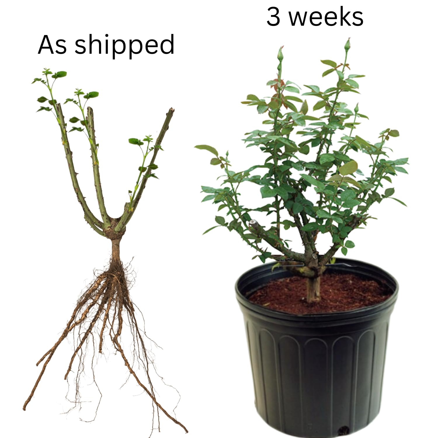 Rose Live Plant for Planting, Fragrant Rose Bush, 5-10” Tall, Ready to Grow Flowering Shrub for Outdoor Garden Beds and Containers (Dark Night Rose)