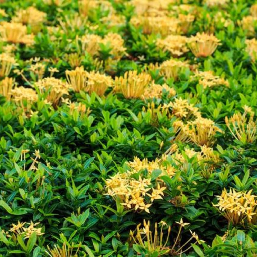 2 Yellow Ixora Plants Live, 5 to 7 Inc Long, Ixora Flower Plant, Shrub Plant Tropical Ornamental Plants, No Pot