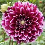 Set 2 White Purple Dahlia Bulbs, Dahlia Bulbs, Purple Flowering Bulbs for Garden Planting, Not Plants, Flower Bulbs for Growing