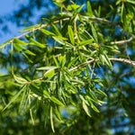 Willow Oak Tree Live Plant, Oak Tree Live 12-18'' Tall, Hardy Shade Trees for Garden