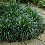 Set of 2 Mondo Grass Live Plant 4-6 Inches Tall, Ornamental Grass Live Plants, Low Maintenance, Ideal for Outdoor Gardening