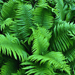 10 Fern Plant Bare Roots, Lady Fern Plants Live, 3 to 6 Inches Tall