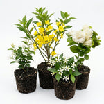 2 Assorted Jasmine Plants Live, 5 to 7 Inc in Height, Jasmine Flower Plant Live Climbing Flower Annual