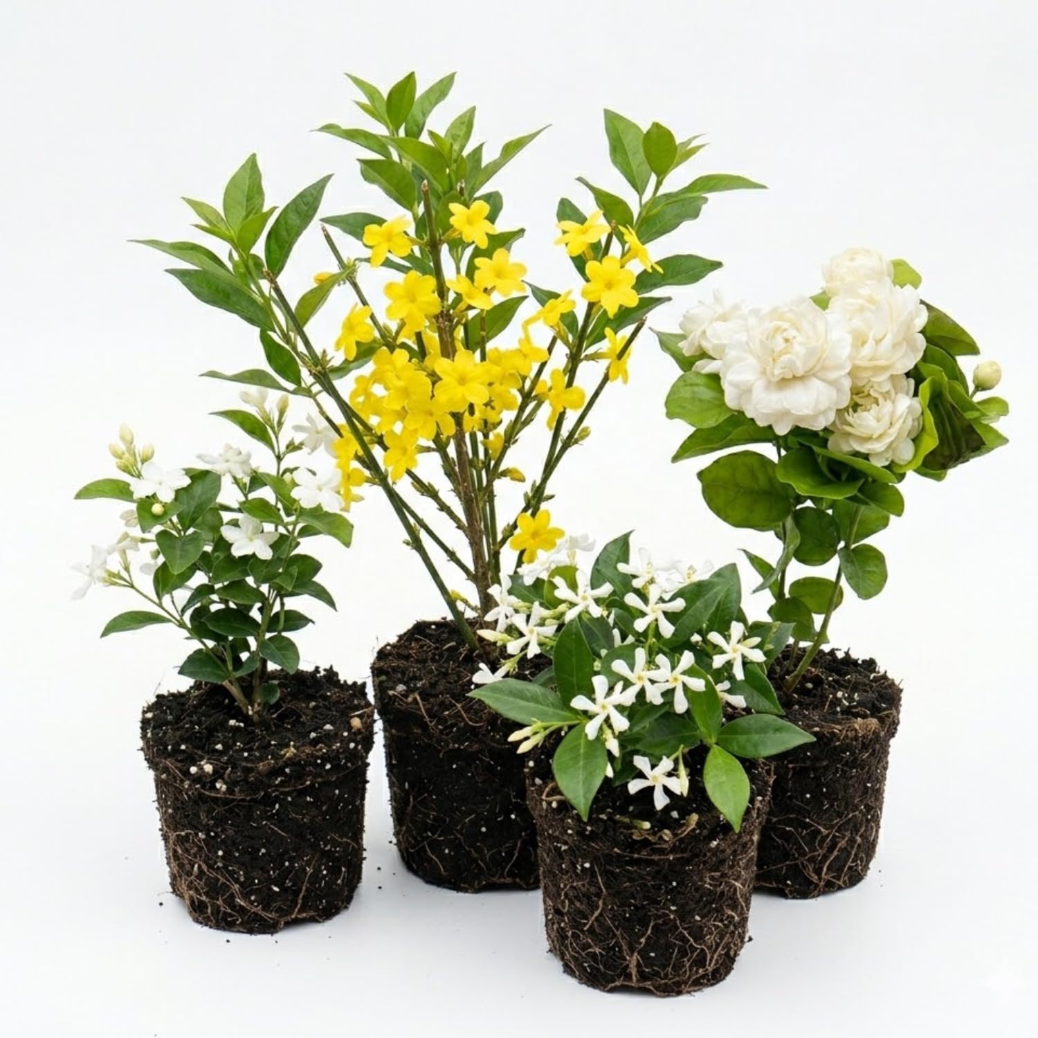 2 Assorted Jasmine Plants Live, 5 to 7 Inc in Height, Jasmine Flower Plant Live Climbing Flower Annual