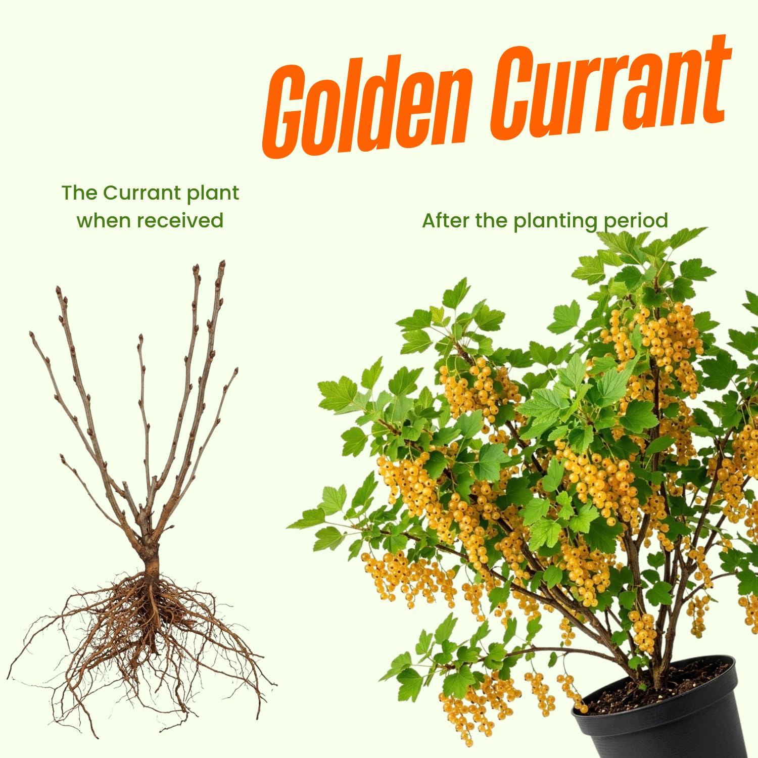 Live Golden Currant Plant, Currant Bush Live Plant, 1 Year Old, 6-12 Inc, Currant Berry Fruit Tree for Containers, Patio