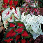 2 Caladium Plants Live for Planting, 4 to 6 Inc Tall, Caladium Live Plants Garden, 4 Inc Potted (Red)