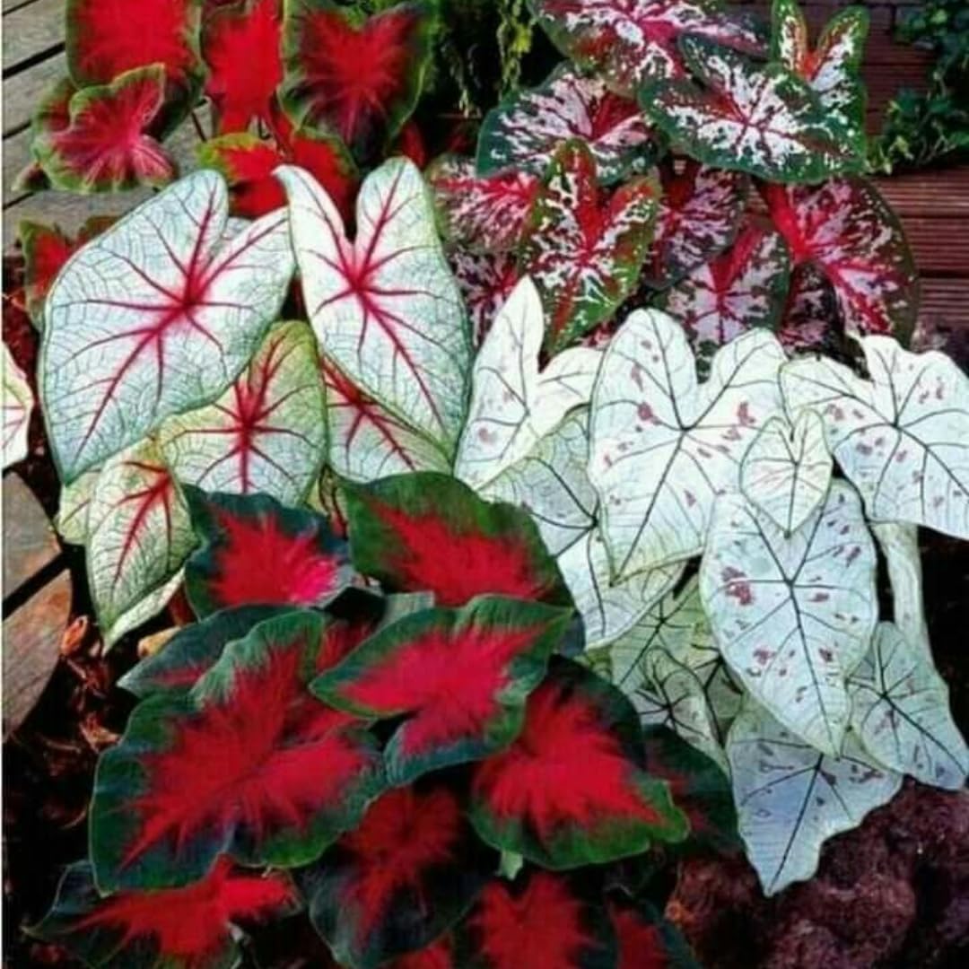 2 Caladium Plants Live for Planting, 4 to 6 Inc Tall, Caladium Live Plants Garden, 4 Inc Potted (Red)