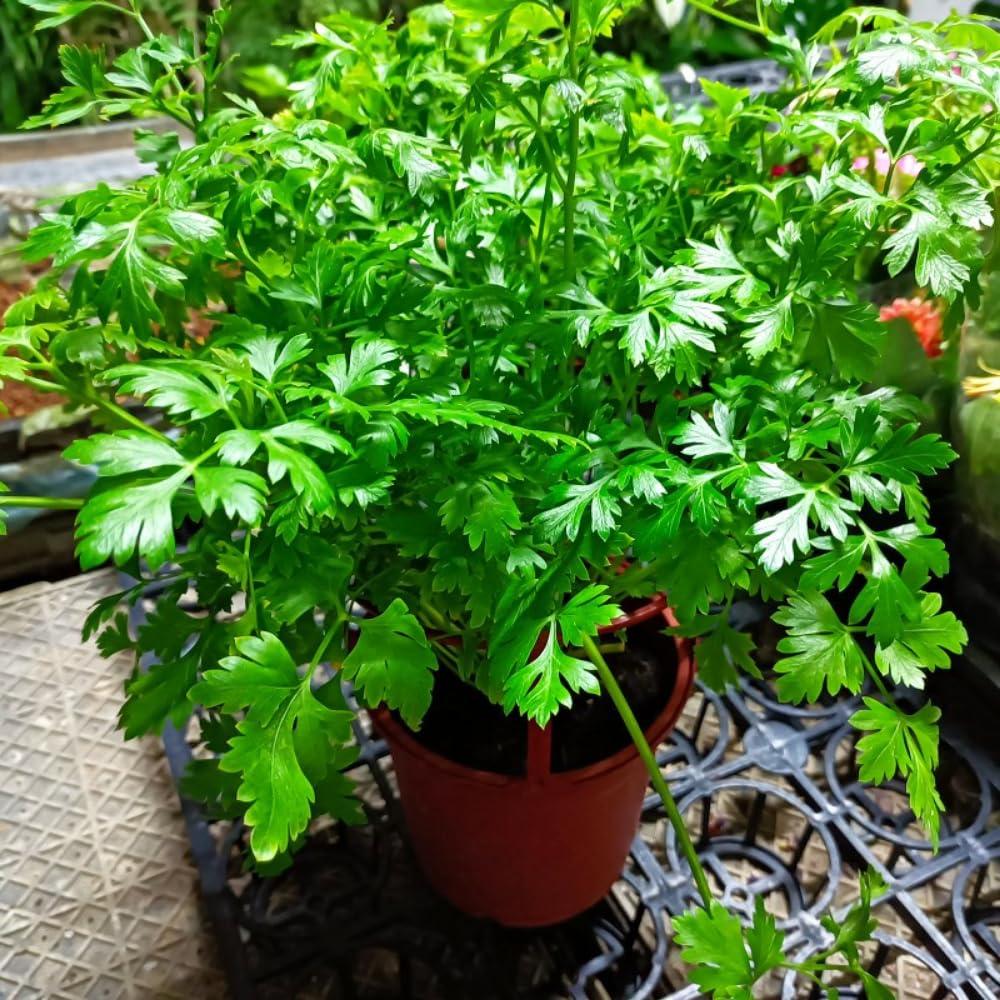 6 Parsley Plants Live, Parsley Live Plant, 5 to 7 Inc Tall, Live Parsley Plant Indoor Outdoor Gardening