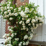 2 White Rose Climbing Live Starter Plants, Fragrant White Climbing Rose for Planting Outdoor, No Pot, 1 Year Old Rose Plant, Well-Rooted Rose Plants Live Ready to Plant