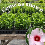 3 Hardy Hibiscus Live Plants, Flowering Shrub, Pink Blooms, 4-7"