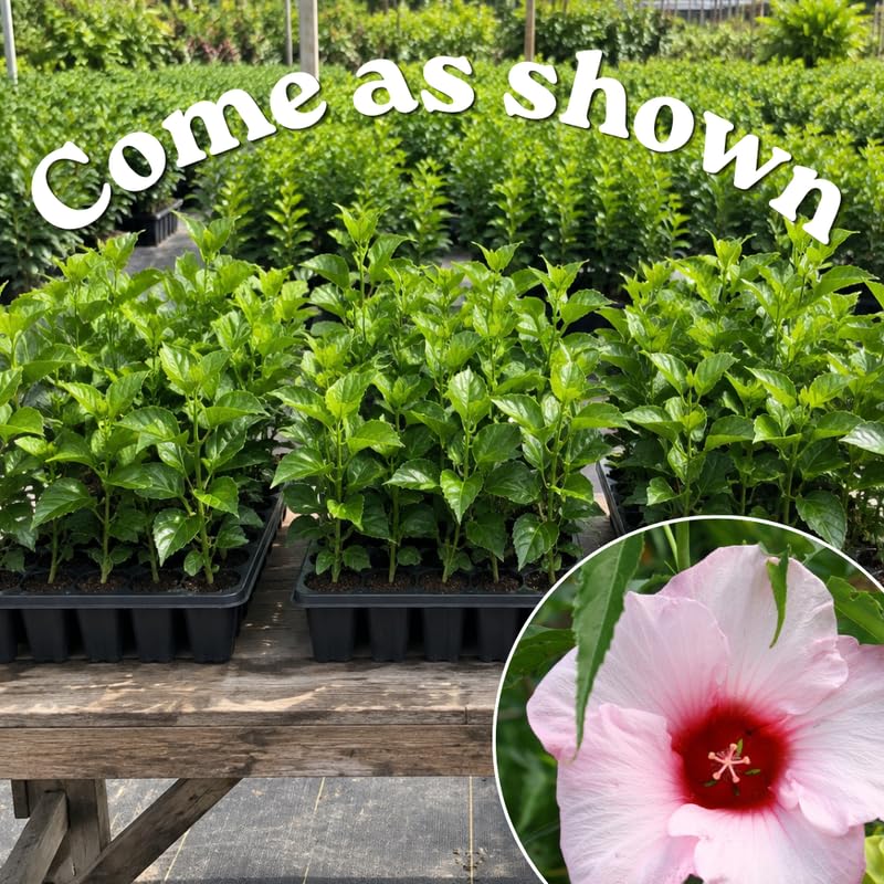 3 Hardy Hibiscus Live Plants, Flowering Shrub, Pink Blooms, 4-7"