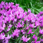 2 Lavender Plants Live Indoor, Lavandula Trees Live Plants for Planting, Fragrant Flowers Perennial, 4-6" Height Plugs (French Lavender Plants)