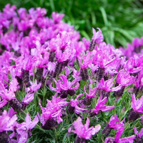 2 Lavender Plants Live Indoor, Lavandula Trees Live Plants for Planting, Fragrant Flowers Perennial, 4-6" Height Plugs (French Lavender Plants)