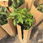 Laurus Nobilis Live Plant Tree Live, Bay Leaf Plants, Fragrant Sweet Laurel Bay Leaf Trees, Sweet Bay Laurel Live Plants from 5 to 9 Inc in Tall