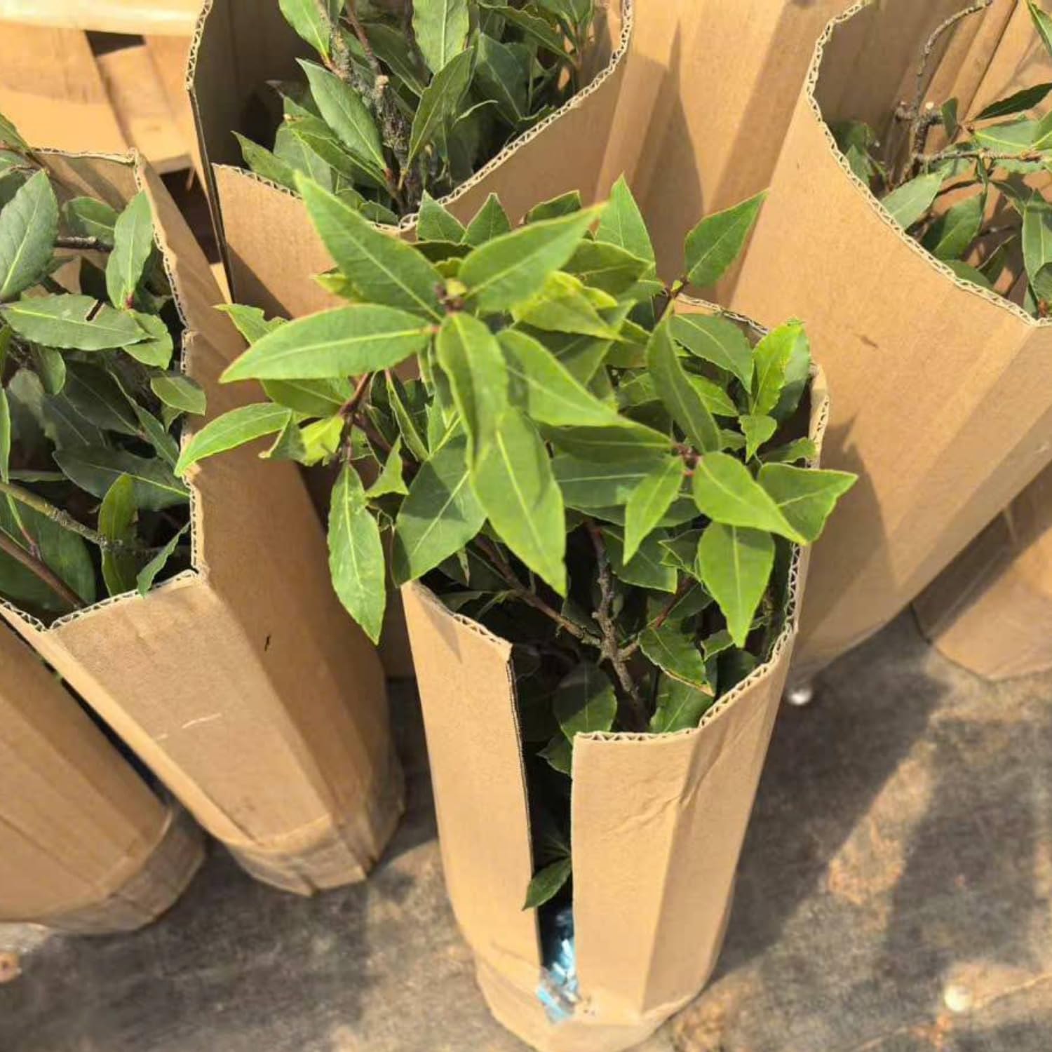 Laurus Nobilis Live Plant Tree Live, Bay Leaf Plants, Fragrant Sweet Laurel Bay Leaf Trees, Sweet Bay Laurel Live Plants from 5 to 9 Inc in Tall