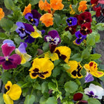 Mix Pansy Plants, Coloful Pansies Plant in 4 Inch Pot, Annual Flower Plant, 4-6" Tall Plants for Garden