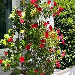 4 Red Mandevilla Plants, Flowering Mandevilla Vine, 4-6” Tall,Trailing Outdoor Plant for Trellises, Hanging Baskets, or Pots