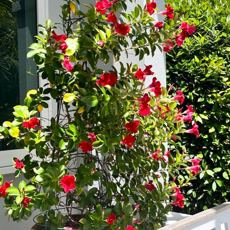 2 Red Mandevilla Plants Live, Trailing Mandevilla Vine for Outdoor Planting, 4-6 Inch Tall Live Flowering Vine for Trellis or Containers