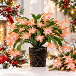 2PPP Salmon Christmas Cactus Live Plant, Holiday Flowering, 3 Inches Pot