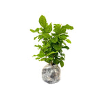 3 Double White Jasmine Live Plant from 5 to 8 Inches Tall, Live Jasmine Plants Indoor, Live Jasmine Plant, Jasmine Plant Pot