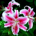 Set 3 Large Pink Lily Bulbs, 4-6 Inch, Pink Lilies Bulbs, Flowering Bulb for Outdoor Garden Beds and Containers