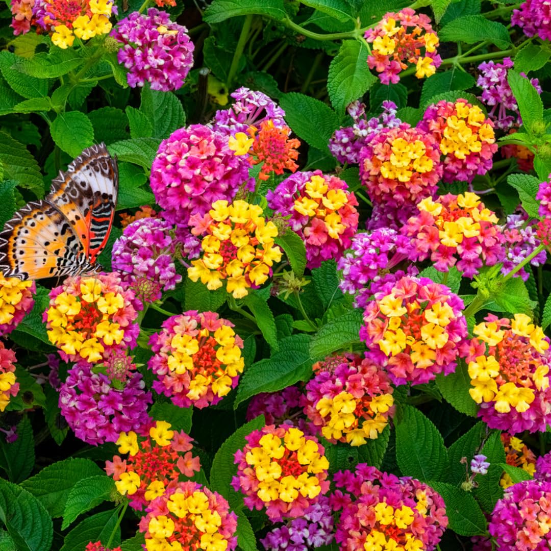 4 Mix Lantana Plants Live, Trailing Lantana Live Plant, 4 to 6'' Tall, Fragrant Annual Flower Plant, Easy to Plant