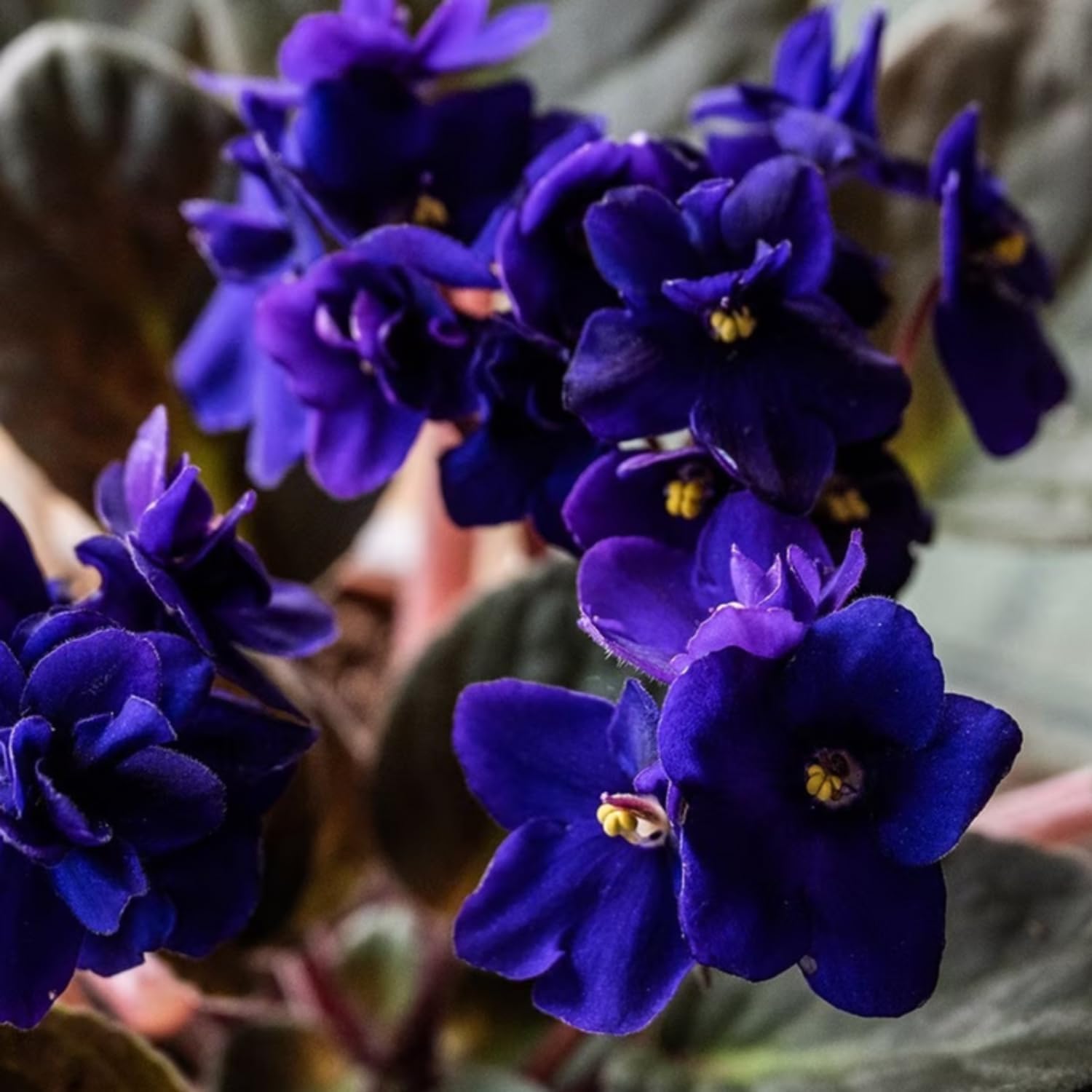 African Violets Live Plants Houseplants, Dark Blue African Violet Flower 4 Inches Pot, Live African Violet Plant Indoor Ready to Grow Your Garden