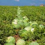 2 Live Red Watermelon Plants for Gardening Indoor Outdoor, Live Watermelon Plants, 3 Inches Tall