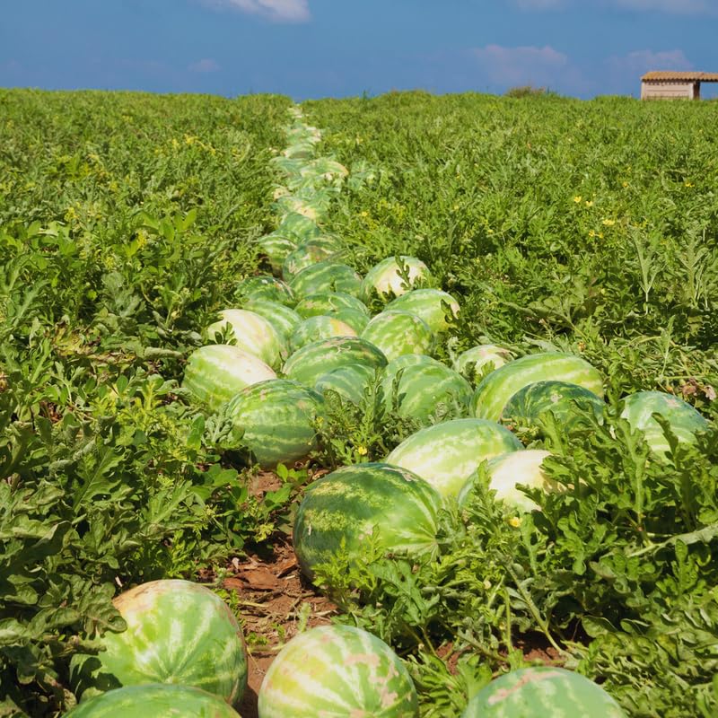 2 Live Red Watermelon Plants for Gardening Indoor Outdoor, Live Watermelon Plants, 3 Inches Tall