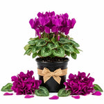 Purple Cyclamen Plant Live, Flowering Houseplant, 4" Pot
